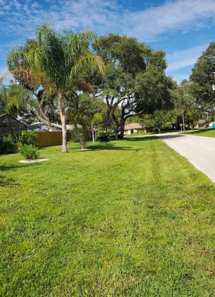 Corner lot, palm-lined street